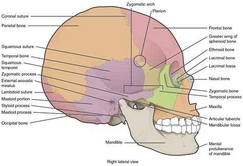 Ribs: 26. . Label the landmarks of the skull in the figure below